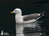 Adult Black-tailed Gull