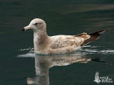 Juvenile Black-tailed Gull