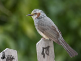 Brown-eared Bulbul