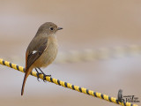 Female Daurian Redstart
