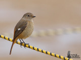 Female Daurian Redstart