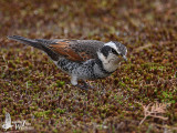 Dusky Thrush