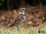Dusky Thrush