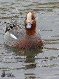 Male Eurasian Wigeon