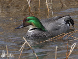 Male Falcated Duck