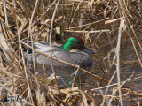 Male Falcated Duck