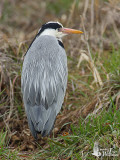 Adult Grey Heron (ssp. <em>jouyi</em>)