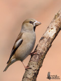 Hawfinch