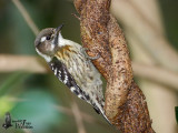 Japanese Pygmy Woodpecker