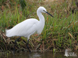 Little Egret