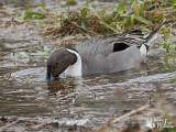 Male Northern Pintail