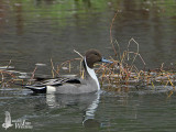 Male Northern Pintail