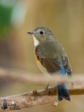 Female Red-flanked Bluetail