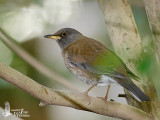Male Pale Thrush