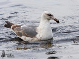 Third Winter Slaty-backed Gull