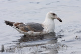 Third Winter Slaty-backed Gull