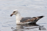 Third Winter Slaty-backed Gull