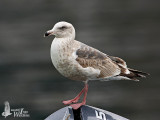 Second Winter Slaty-backed Gull