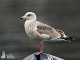 Second Winter Slaty-backed Gull