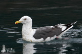 Adult Slaty-backed Gull