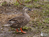 Mallard x Eastern Spot-billed Duck