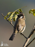 Himalayan Bulbul
