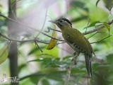 Adult female Laced Woodpecker (ssp. <em>vittatus</em>)
