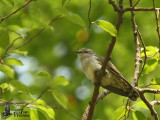 Juvenile Little Bronze Cuckoo (ssp. <em>peninsularis</em>)