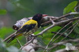 Adult male Dark-throated Oriole (ssp. <em>xanthonotus</em>)