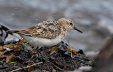 Sanderling, (Calidris alba)