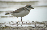 Semipalmated Plover (Flikstrandpipare)