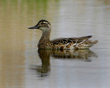 Garganey (Anas querquedula), rta