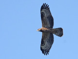 European Honey Buzzard (Bivrk)