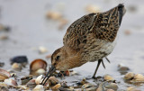 Dunlin (Calidris alpina)