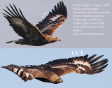 Golden Eagle (Aquila crysaetos) Age 3K, Kungsrn.