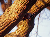 White-backed Woodpecker (Dendrocopos leucotos), Vitryggig hackspett