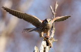 Common Kestrel (falco tinnunculus), Tornfalk