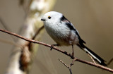 Long-tailed Tit (Aegithalos caudatus), Stjrtmes