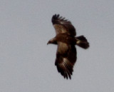 Lesser Spotted Eagle (Aguila pomarina), Mindre skrikrn, Djuramsa 2009