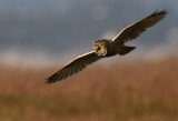 Long-eared Owl (Asio otus), Hornuggla