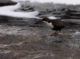 White-throated Dipper (Cinclus sinclus), Strmstare