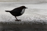 White-throated Dipper (Cinclus sinclus), Strmstare