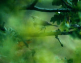 Olivaceous Warbler (Hippolais pallida), Eksngare, Ottenby 1993