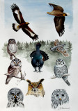 Illustrations for Where to Watch Birds in Scandinavia