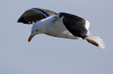 Great Black-backed Gull (Laurus marinus), Havstrut