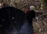 Western capercaillie (Tetrao urogallus), Tjder
