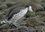 Horned Grebe (Podiceps auritus), Svarthakedopping