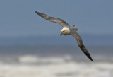 Northern Fulmar (Fulmarus glacialis), Stormfgel