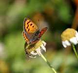 Mindre guldvinge (Lycaena phlaeas)