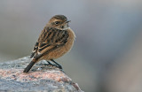 Common Stonechat (Saxicola torquatus), Svarthakad buskskvtta